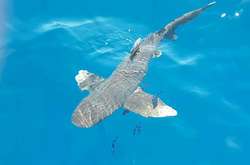 Появление акул на пляже в Египте: стало известно о новом случае