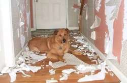 Смешные и умилительные собаки, которые любят хулиганить