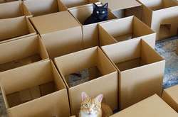 Американец построил своим котам лабиринт из 50 коробок