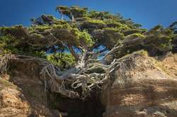 Чудернацькі дерева, які ростуть навіть там, де це неможливо