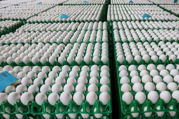 «Яєчний скандал»: до Британії знайшли понад 700 тисяч заражених яєць