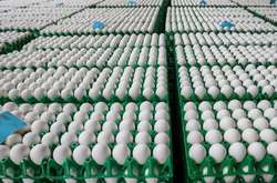 Зараженные куриные яйца обнаружили уже в 12 странах