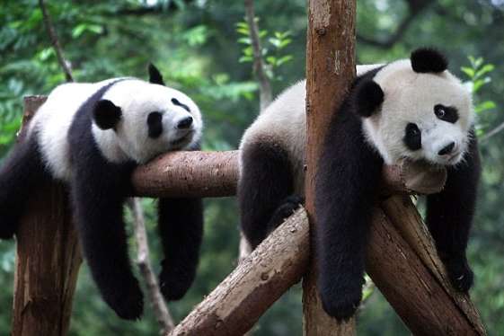 Активисты показали, насколько часто падают панды
