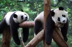 Активисты показали, насколько часто падают панды