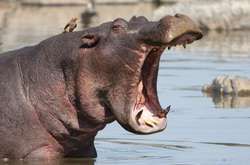 У Танзанії бегемот вбив американську туристку на очах у сина