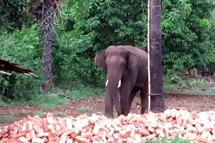 В Індії застрелили слона, який вбив щонайменше 15 людей