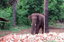 В Індії застрелили слона, який вбив щонайменше 15 людей