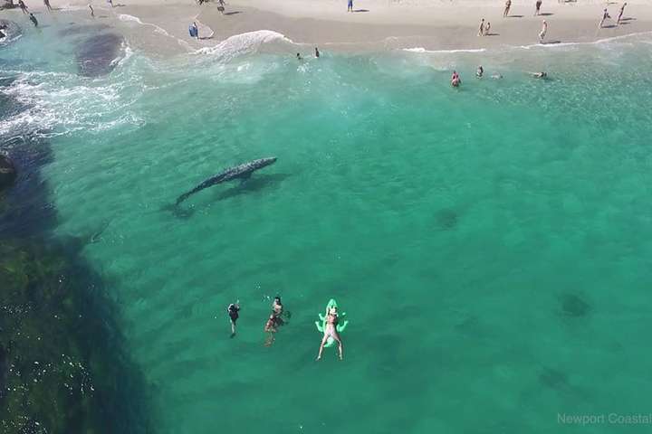 Велетенський кит інкогніто поплавав серед відпочивальників у Каліфорнії