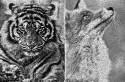 Черно-белые алгоритмы: необычные рисунки, созданные программистом