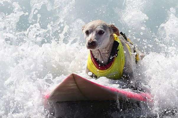 В США состоялось удивительное соревнование собак-серфингистов