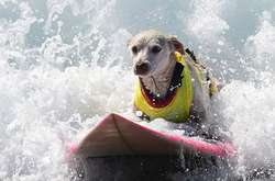 В США состоялось удивительное соревнование собак-серфингистов