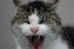 В одному з районів Харкова ввели карантин через сказ