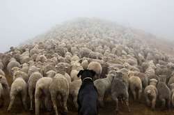 Портреты самых трудолюбивых собак в мире от Эндрю Флейдбо