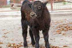 У Київському зоопарку поповнення: народилося теля яків