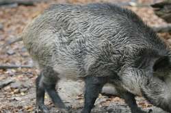 Станом на 15 серпня в області виявлено 6 випадків африканської чуми свиней