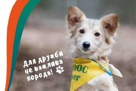 У Києві відбудеться ювілейна виставка безпородних собак