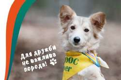 У Києві відбудеться ювілейна виставка безпородних собак