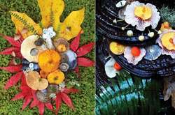 Волшебная красота грибов: 25 красочных натюрмортов, созданных художницей-натуралистом Джилл Блисс