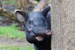 Із зоопарку у Венесуелі крадуть тварин, аби з’їсти