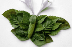 Цветочные фигурки Раку Иноуэ: никогда ещё насекомые не были так милы 