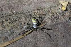 Напугавший соцсеть паук-оса оказался безобидным 