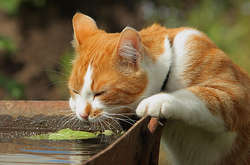 Синоптики знову прогнозують спеку по всій Україні