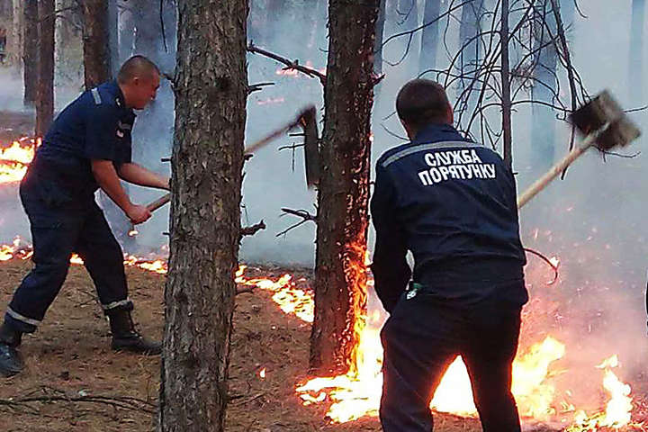 На Миколаївщині загорівся ліс: підозрюють підпал