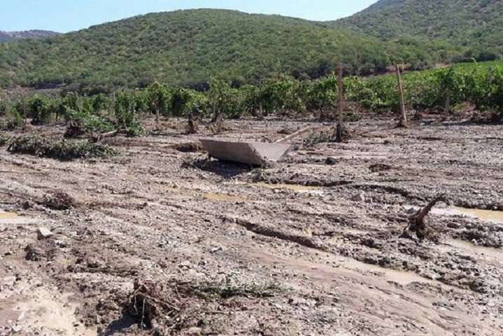 В анексованому Криму селевий поток знищив 80 га виноградників «Массандри»