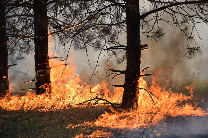 Поліція затримала паліїв на Миколаївщині, які знищили 80 га лісу 