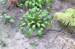 Киевлян предупредили о нашествии змей