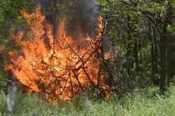 У Луганській області через обстріли загорівся ліс