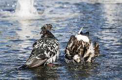  Мешканців певних регіонів очікує мінлива хмарність, проте опадів не передбачається 