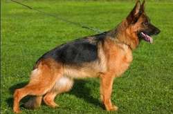 В Харькове изверг убил овчарку