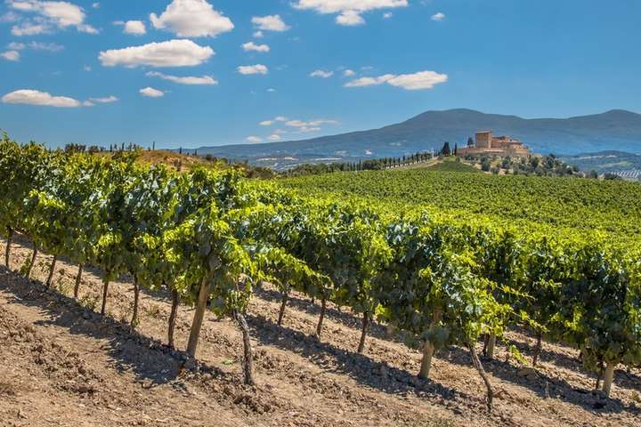 Франція скорочує виробництво вина через погодні умови 