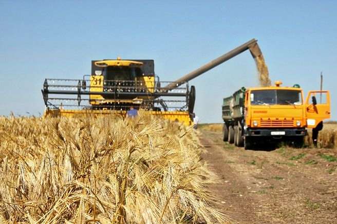 Україна зібрала рекордний врожай ячменю 