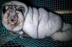 Жуткие кадры из Финляндии: Как фермеры раскармливают животных до огромных размеров ради меха