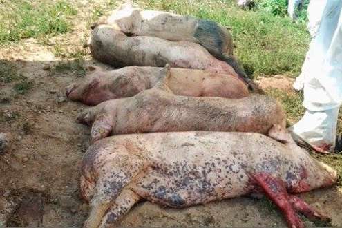 На Київщині зафіксовано африканську чуму свиней