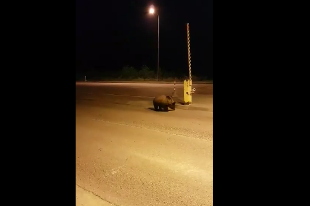 Заблудившийся на границе с Россией медведь потешил соцсети 