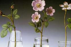 Настоящее чудо: Изысканные каменные цветы Карла Фаберже