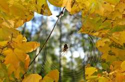 Синоптики розповіли, коли чекати потепління