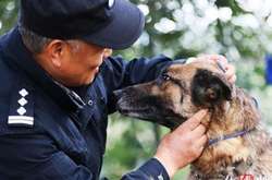 Достойная старость служебных собак: китайский кинолог открыл приют для собак-пенсионеров