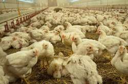 Дотації для багатих, або Як розподіляється державна допомога українським аграріям