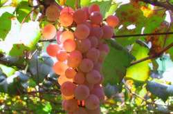 У суботу в Україну повернеться літо