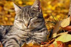 Украинцам рассказали, когда ждать бабье лето 