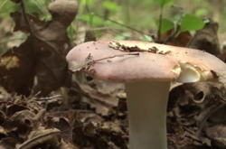 Шокирующий случай на Житомирщине: 18-летняя мать недосмотрела за дочкой 