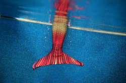 На дне морском: как бразильянки перевоплощаются в русалок