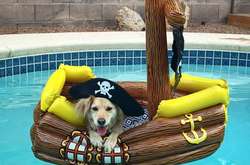 Собаки, которые провели лето лучше, чем многие из нас 