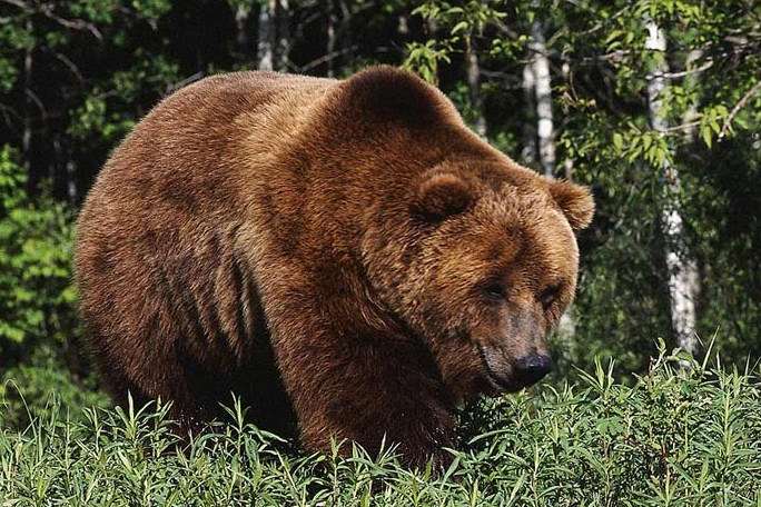 В России медведь напал на охотника