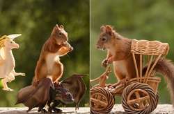 «Игра престолов» по-беличьи: 15 веселых фотографий с забавными зверушками в главных ролях