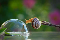 Сказочные улитки и муравьи в объективе украинского фотографа Вячеслава Мищенко